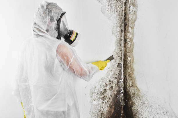 Mold Testing and Removal in Collierville, CA