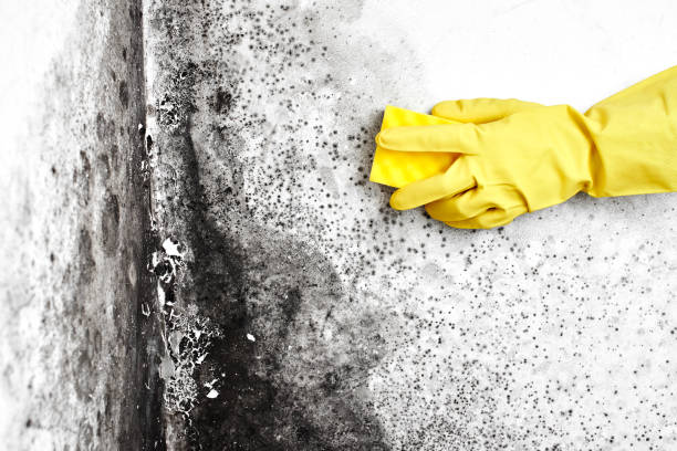Best Emergency Mold Removal  in Collierville, CA