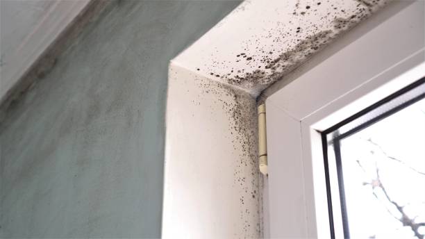 Best Affordable Mold Removal  in Collierville, CA