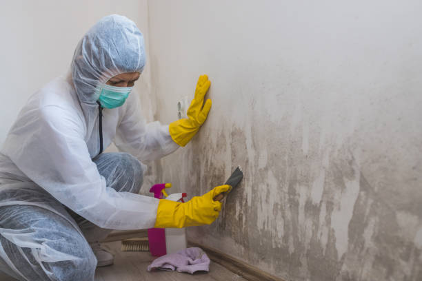 Best Emergency Mold Removal  in Collierville, CA