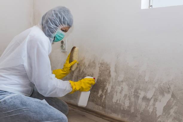 Best Certified Mold Removal  in Collierville, CA