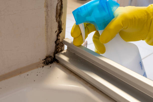 Best Local Mold Removal Service  in Collierville, CA