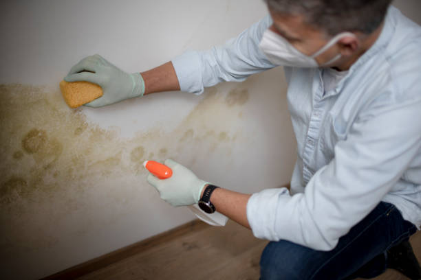 Best Residential Mold Removal  in Collierville, CA