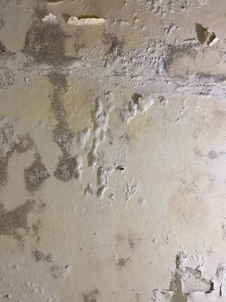 Best Best Mold Removal Companies  in Collierville, CA