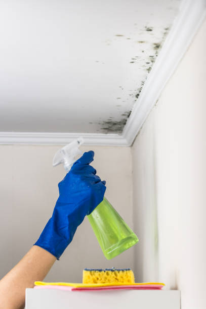 Best Commercial Mold Removal  in Collierville, CA