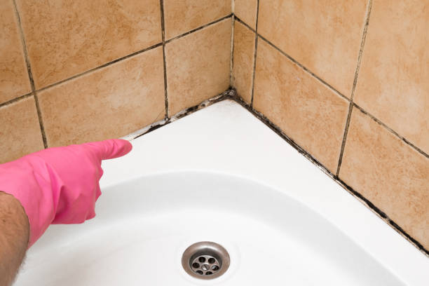 Professional Mold Removal in Collierville, CA